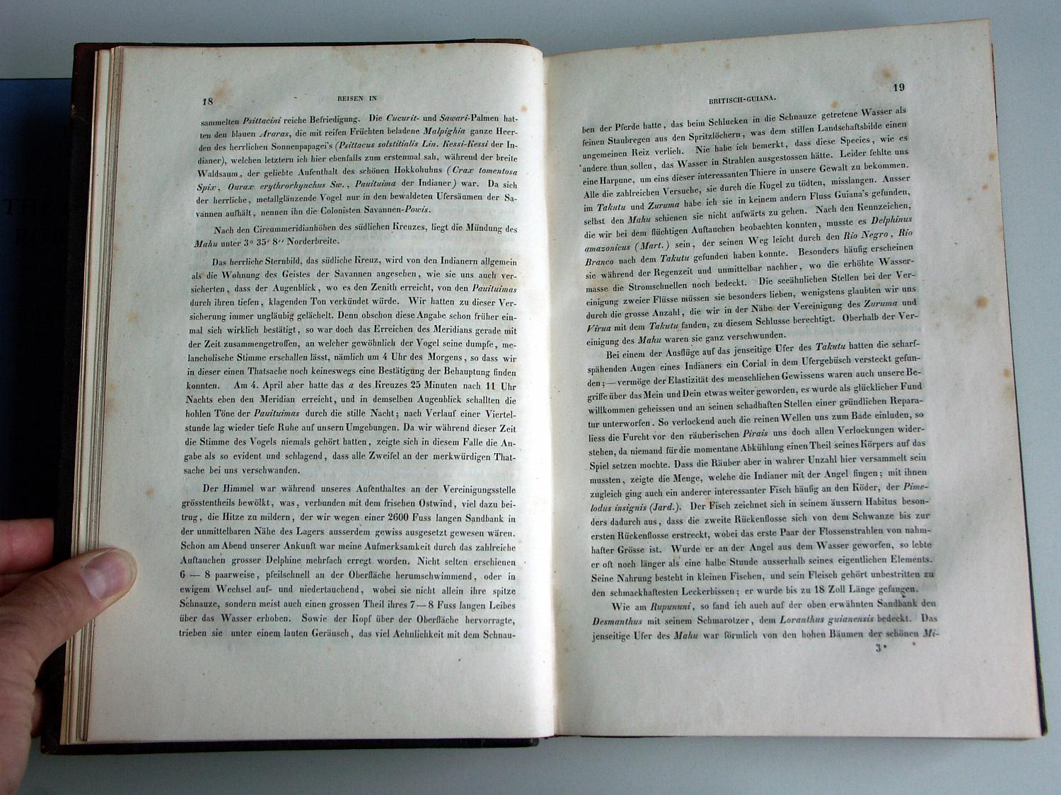 ZZ-RISC48,S.018 Crax tomentosa 4. April